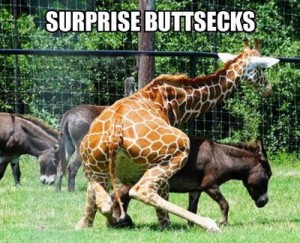 surprise-buttsex-giraffe